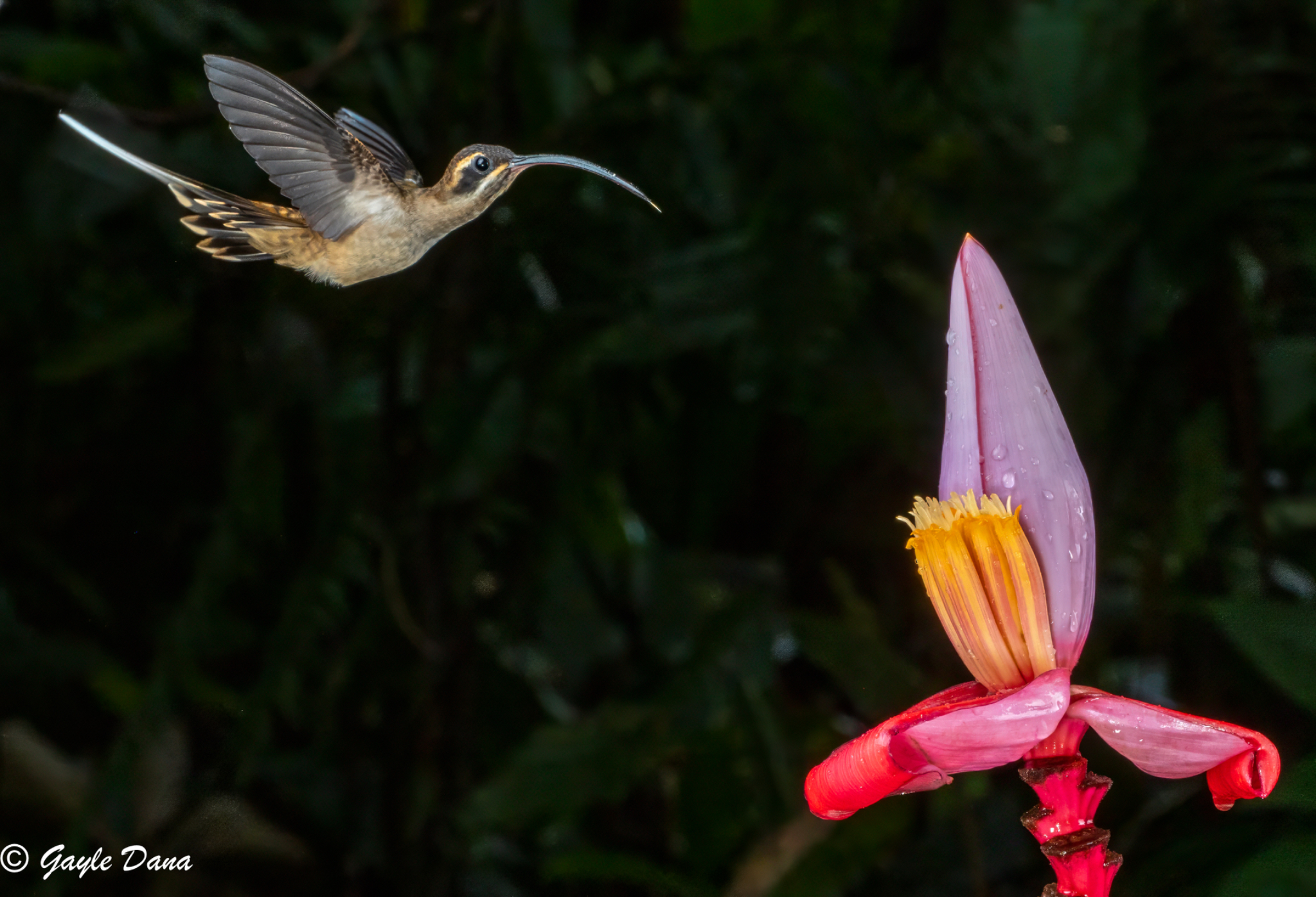 Long billed Hermit side view